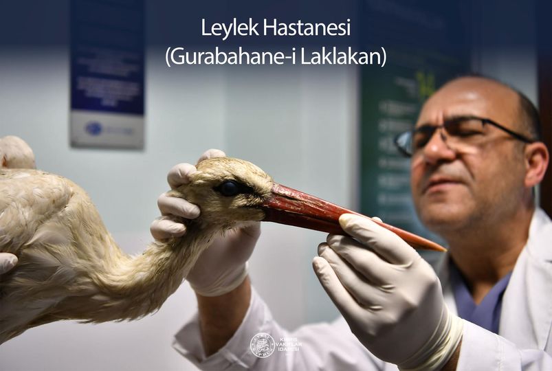 Leylek hastanesi (Gurabahane-i Laklakan)