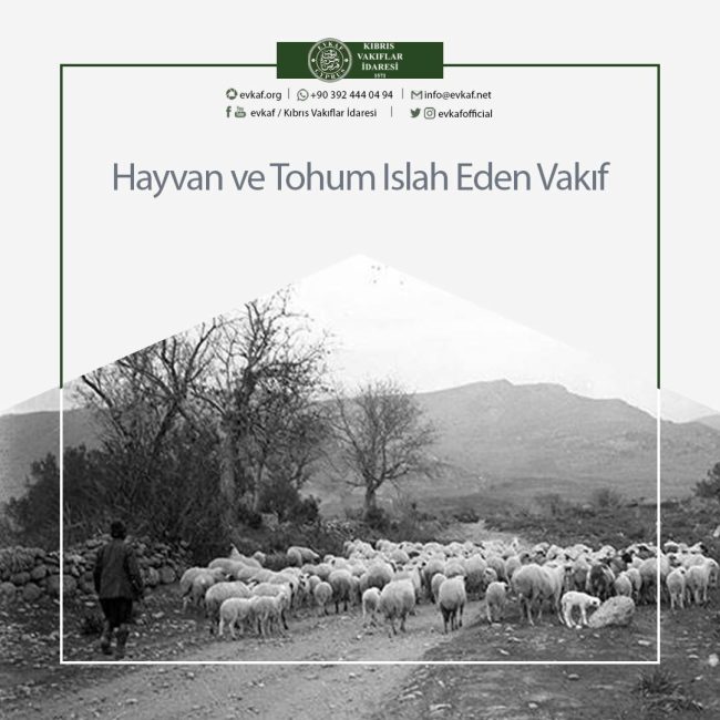 Animal and Seed Improvement Foundation.
