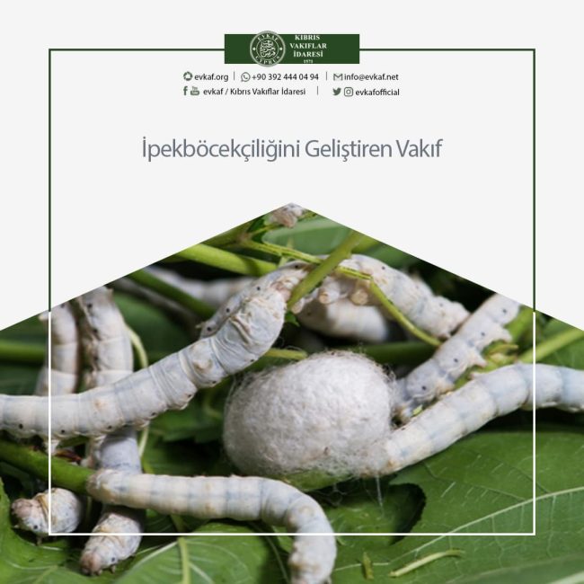 The Foundation Developing Silkworm Breeding